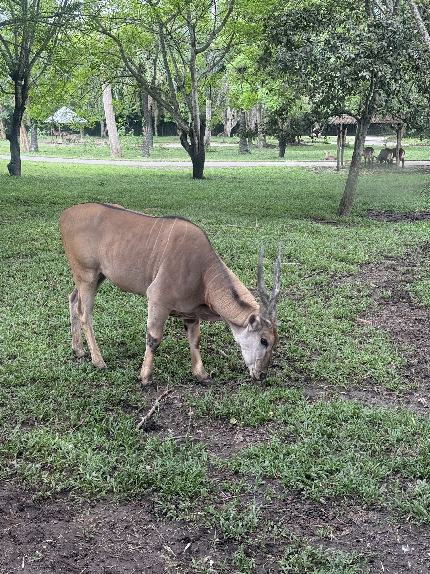 芝生で草を食べる大きな角のある草食動物
