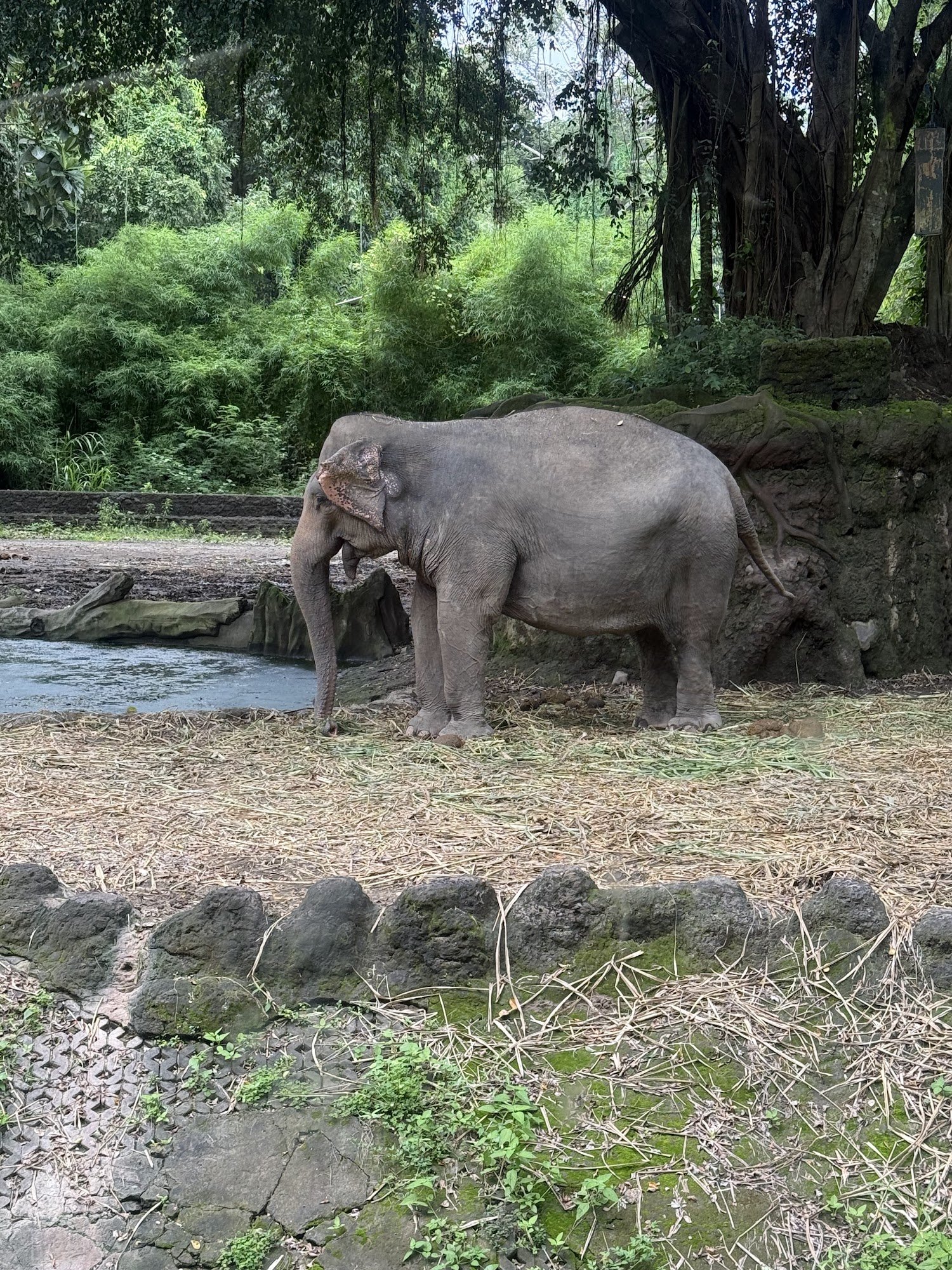 バリ・サファリの象。石積みと池のある広い放飼場に立っている