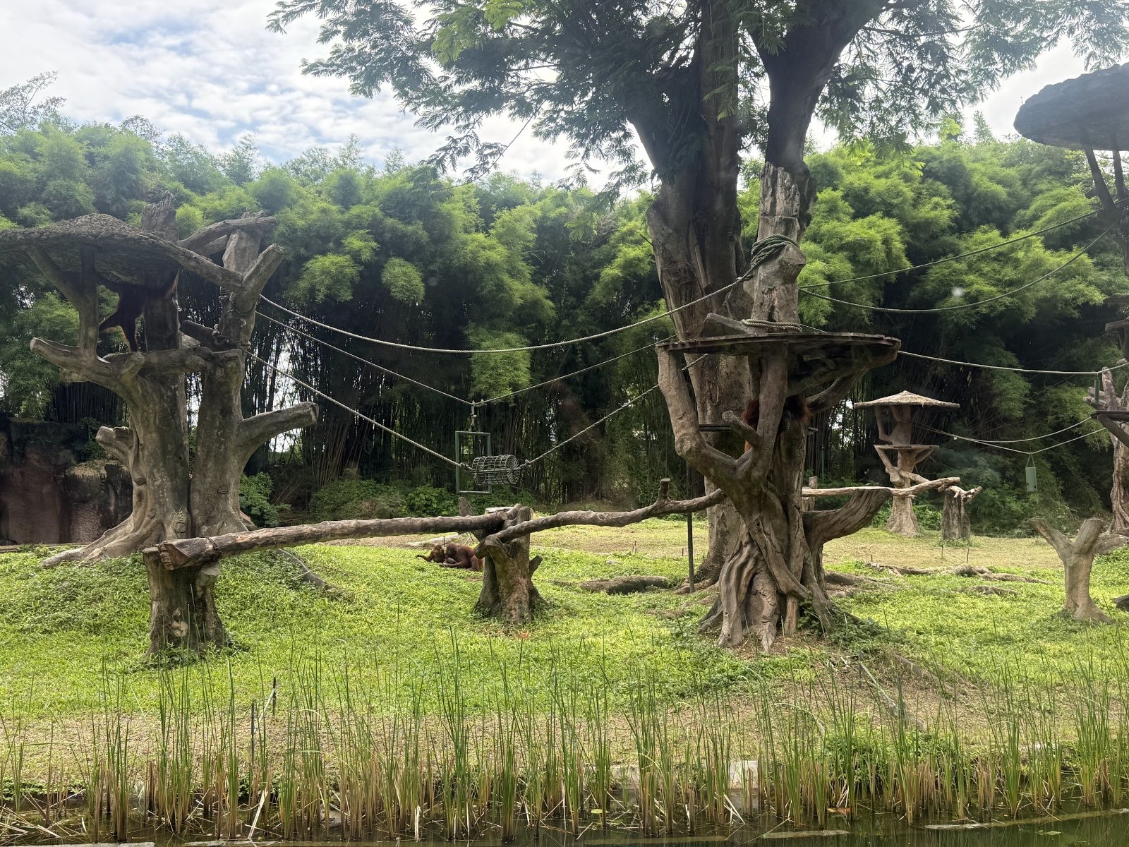 バリ・サファリの園内。大きな木と池、ロープの渡された広い草地