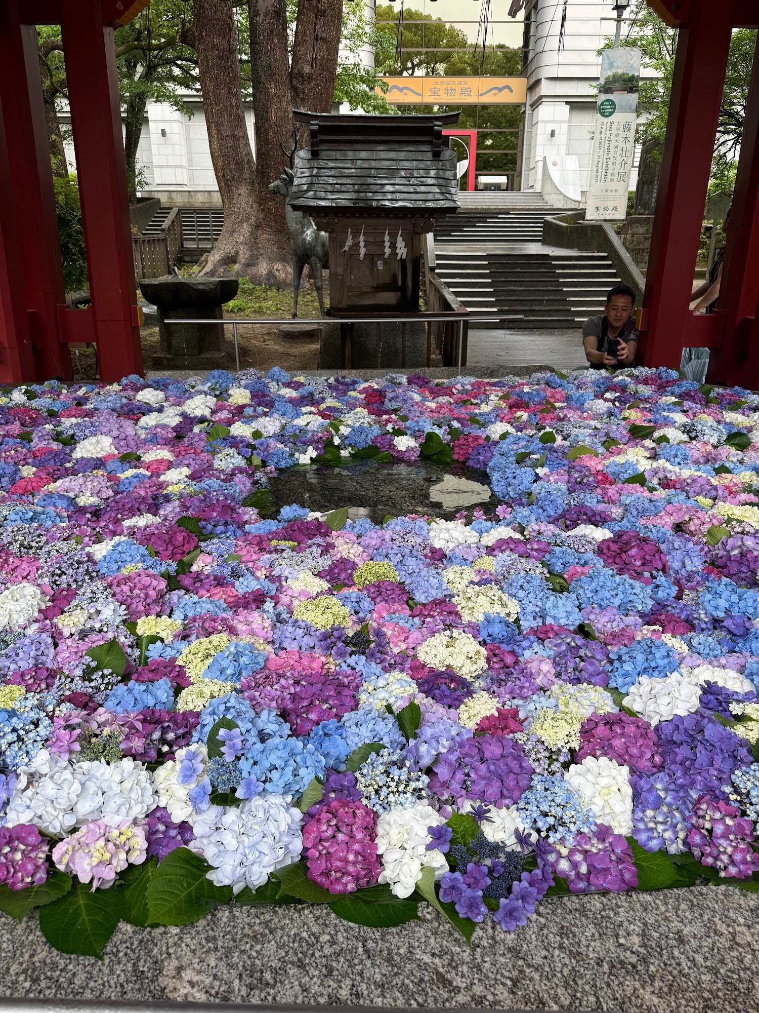 手水舎いっぱいに浮かべられた紫陽花の花手水
