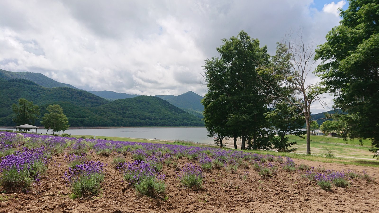 湖とラベンダーの咲く夏の風景