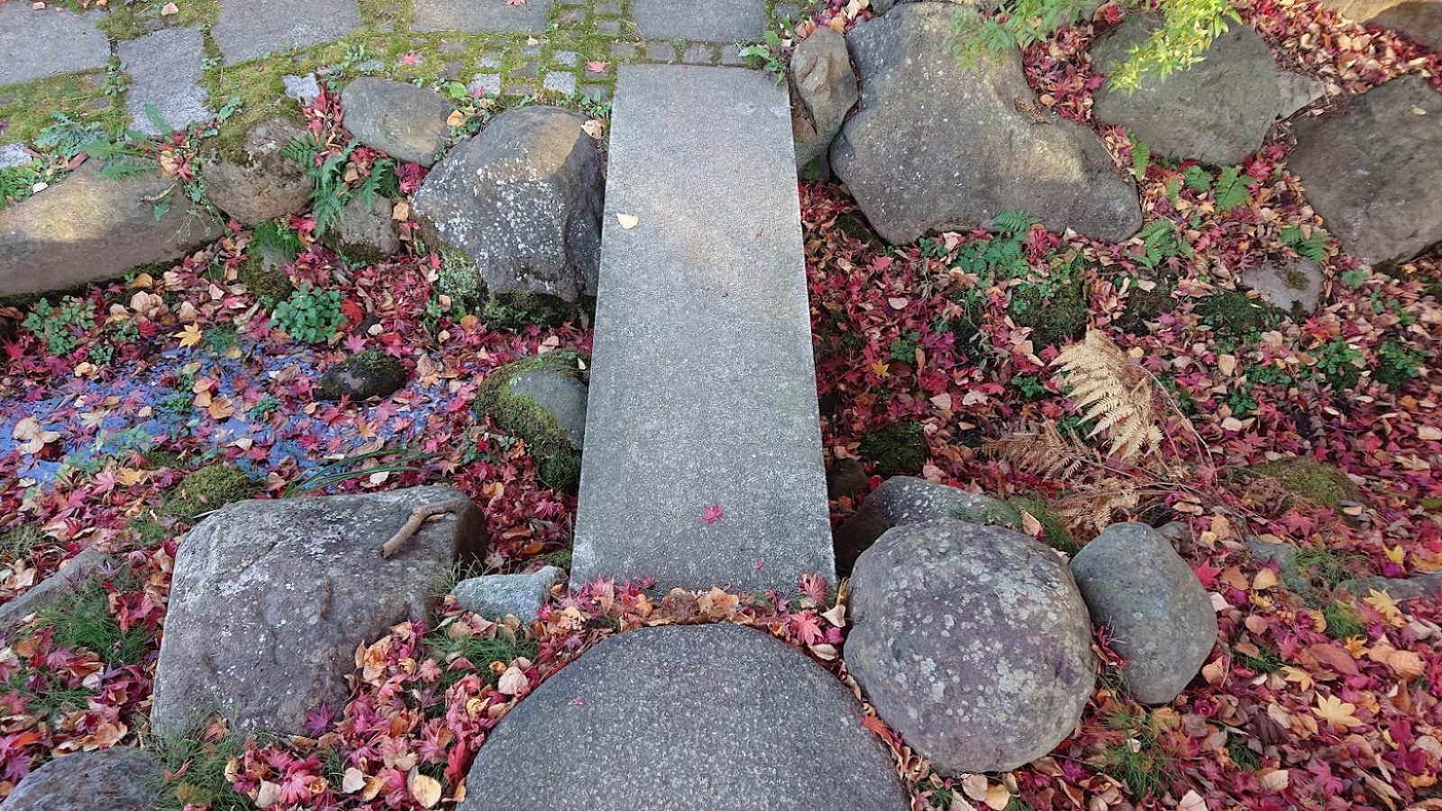 宏楽園の庭。石の橋のまわりに紅葉した落ち葉が一面に敷きつめられている