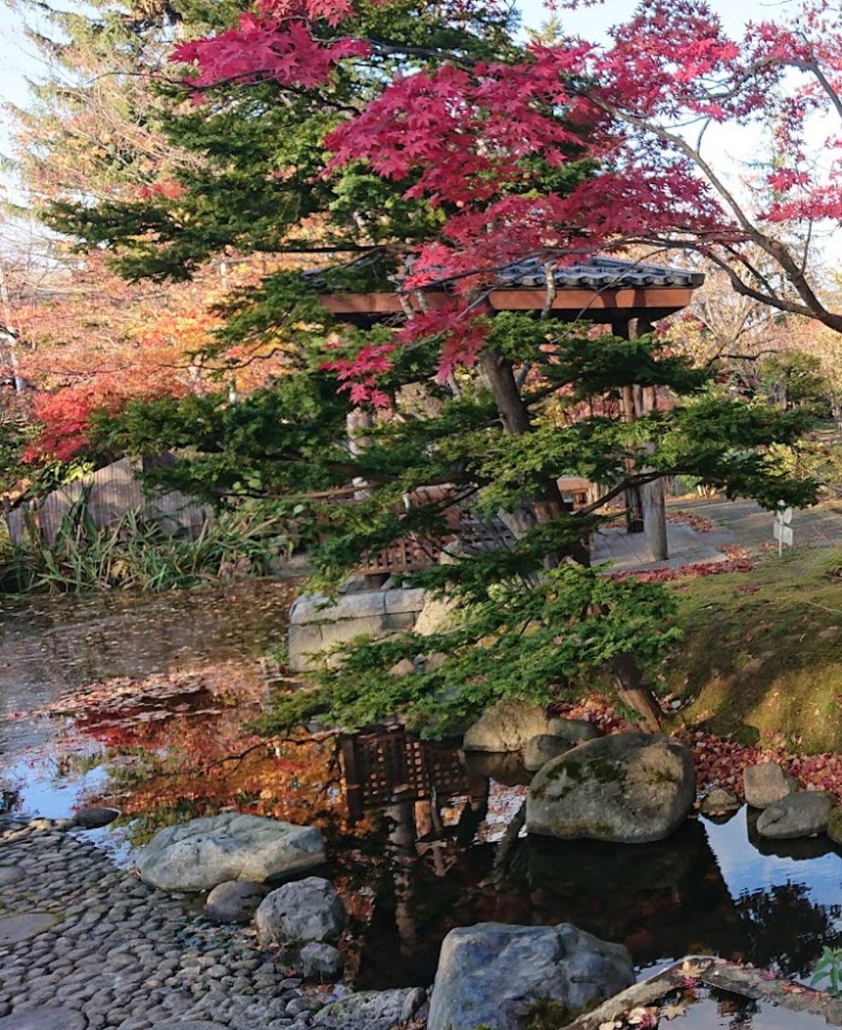 宏楽園の池を泳ぐ錦鯉