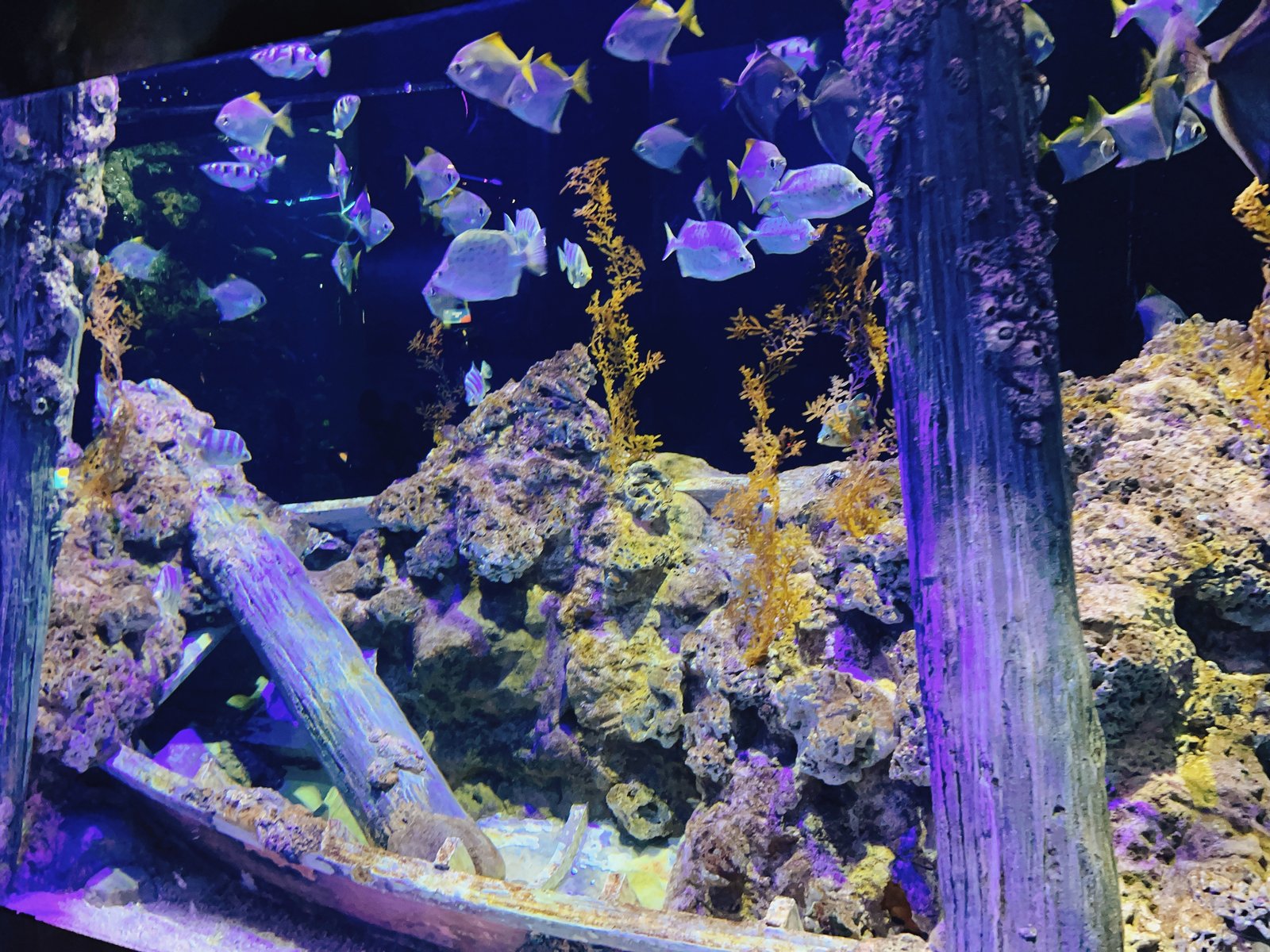 水族館の沈没船モチーフの水槽と銀色の魚