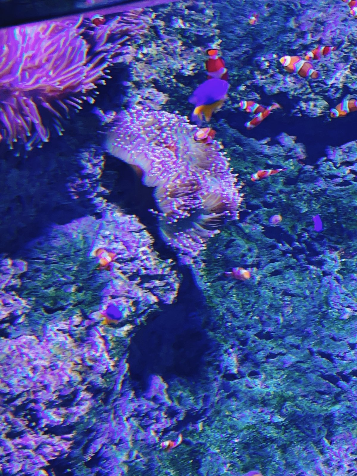 オレンジ色のサンゴがぎっしりの水槽